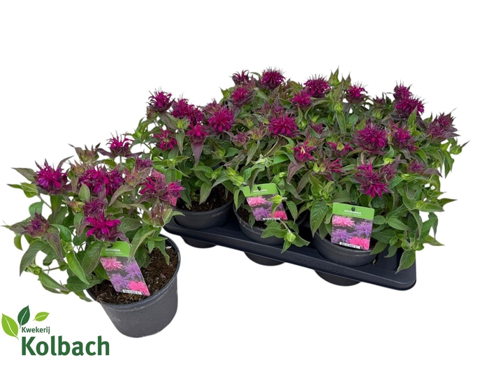 <h4>MONA BALMY PURPLE</h4>