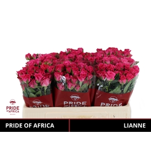 R TR LIANNE Water
