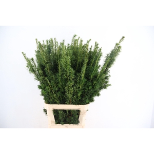 TAXUS AUREA  PER STEM 100CM