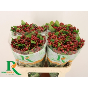 Hypericum Magical Seasons