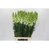 Antirrhinum Potomac White
