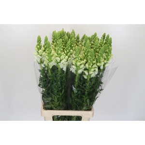 Antirrhinum Potomac White