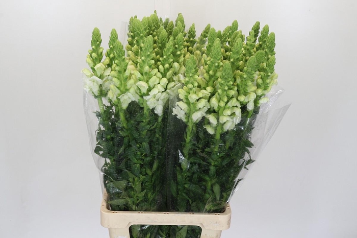 <h4>Antirrhinum Potomac White</h4>