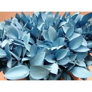 Ruscus G Licht Blauw