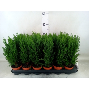 Chamaecyparis laws. 'Ellwoodii'