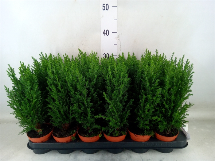 <h4>Chamaecyparis laws. 'Ellwoodii'</h4>