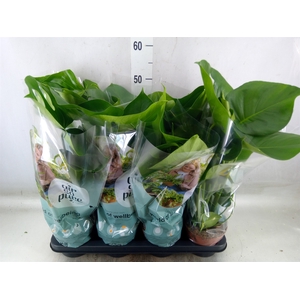 Monstera delic.