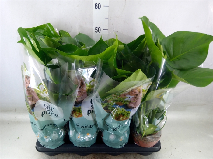 <h4>Monstera delic.</h4>