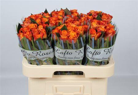 <h4>R Gr Mariyo!</h4>