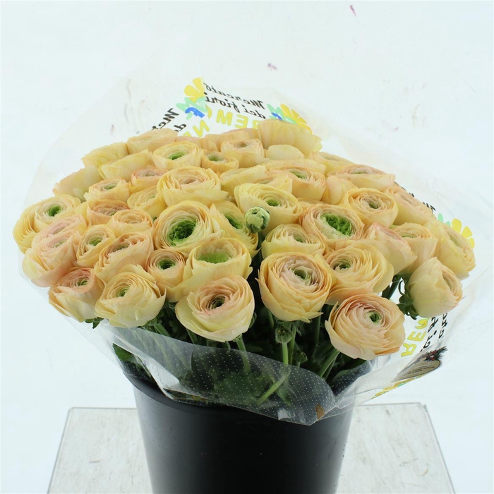 <h4>Ran Su Sr Tuareg Extra</h4>