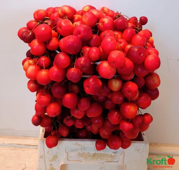 <h4>MALUS RED SENTINEL</h4>