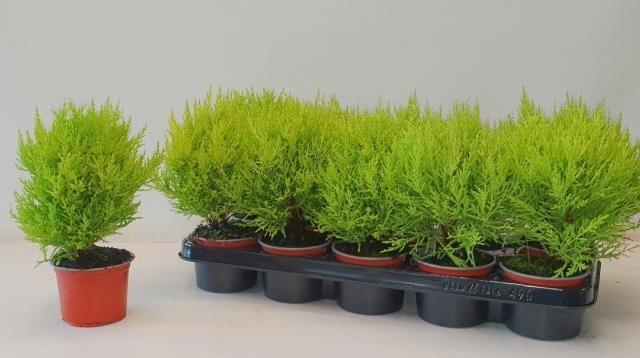 <h4>CUPR MA GOLDC WILMA</h4>