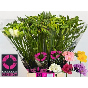 Freesia du mix