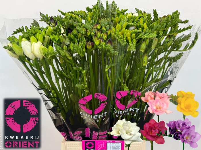 <h4>Freesia du mix</h4>