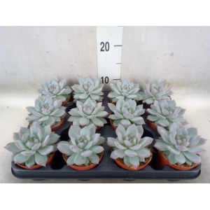 Echeveria colorata