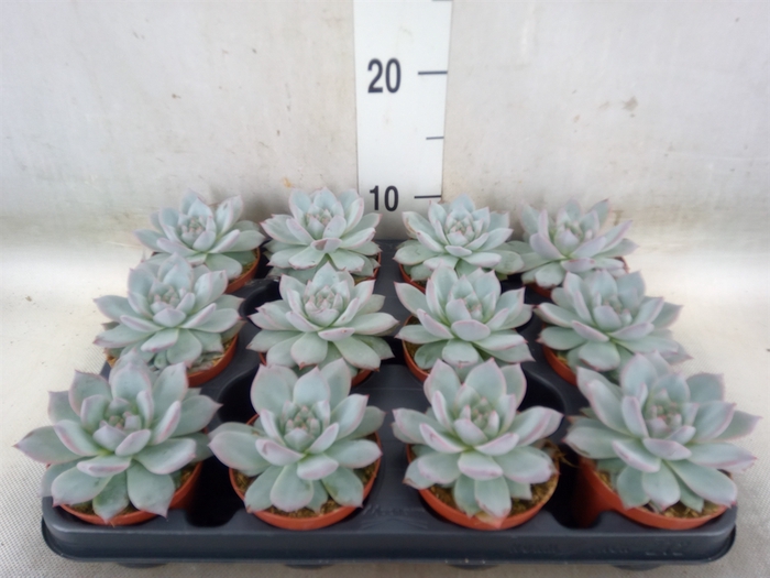 <h4>Echeveria colorata</h4>