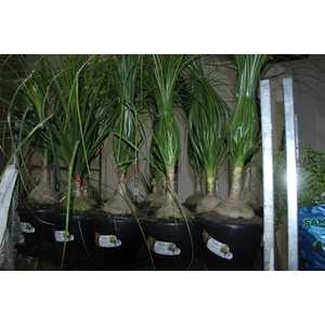 BEAUCARNEA P24