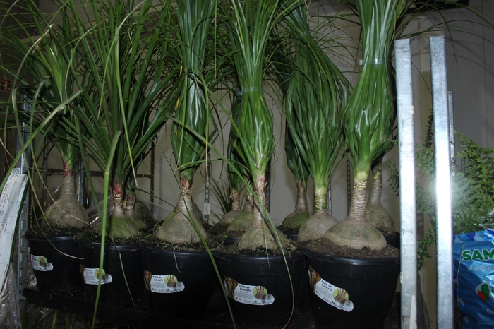 <h4>BEAUCARNEA P24</h4>
