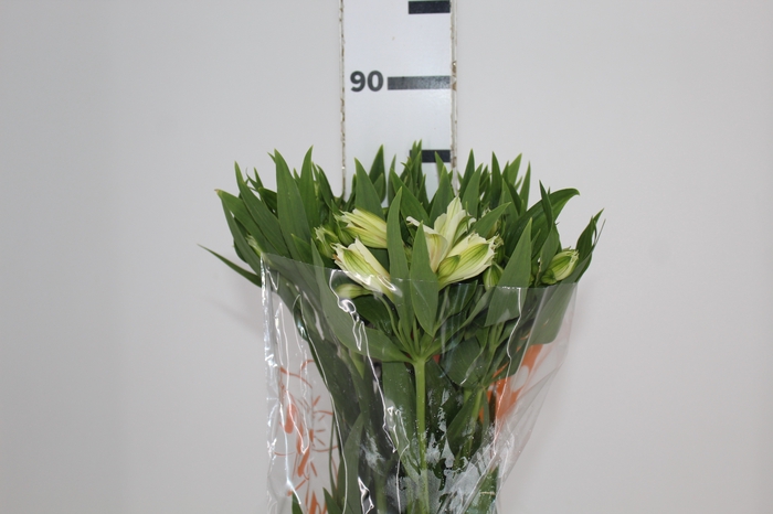 <h4>ALSTROEMERIA AKEMI 080 CM</h4>