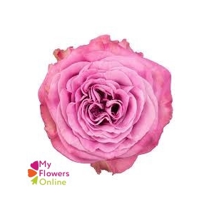 R Gr Queen´s Crown Lavander 50cm EC