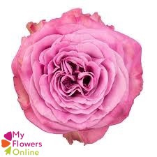 <h4>R Gr Queen´s Crown Lavander 50cm EC</h4>