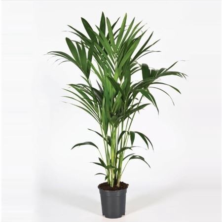 <h4>Howea Forsteriana 120cm (kentia)</h4>