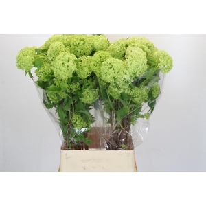 Viburnum Opulus Roseum