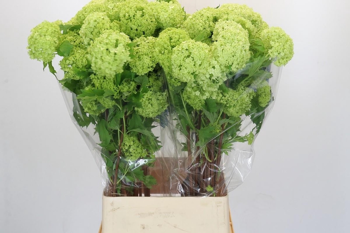 <h4>Viburnum Opulus Roseum</h4>