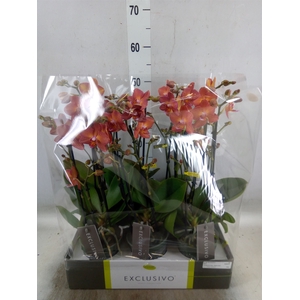 Phalaenopsis multi.   ...orange