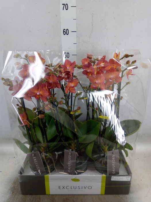 <h4>Phalaenopsis multi.   ...orange</h4>
