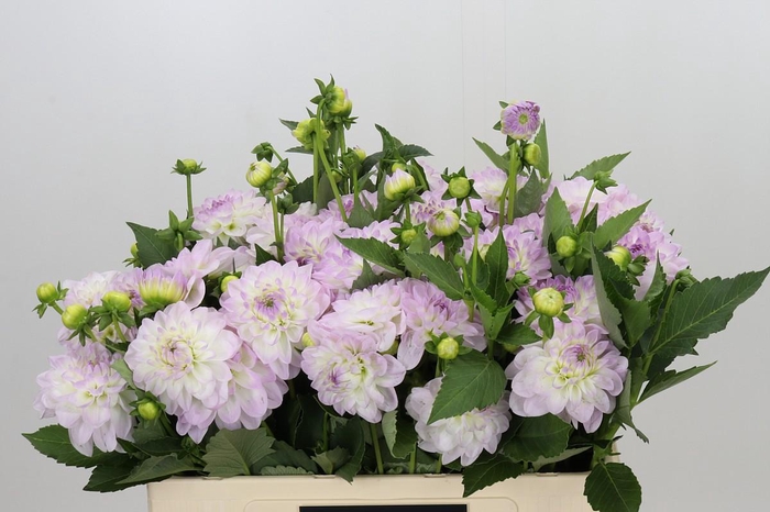 <h4>Dahlia Eveline</h4>