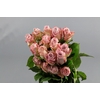 Rosa ec faith