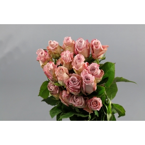 Rosa ec faith