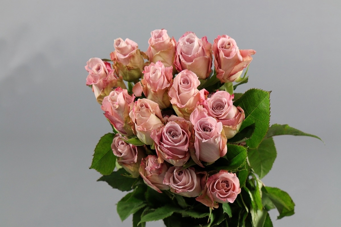 <h4>Rosa ec faith</h4>