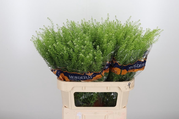 <h4>Lepidium Green Bell</h4>