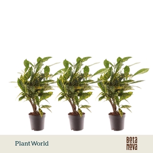 Croton Gold Dust stam 7 cm