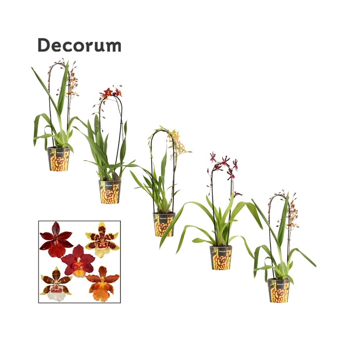 <h4>Cambria cascade 1 tak mix (Decorum)</h4>