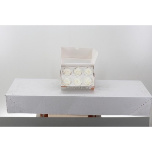 Rosa Preserved Ivory/Wit
