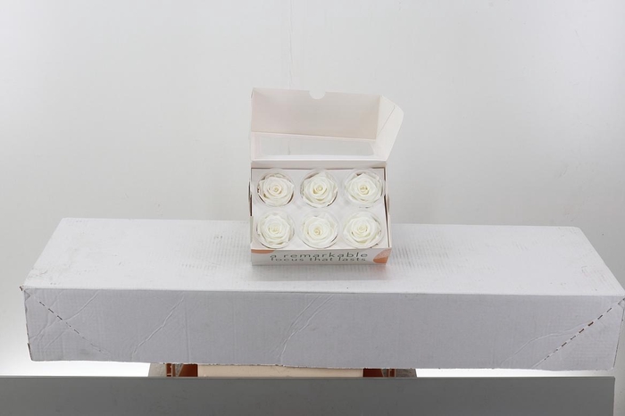 <h4>Rosa Preserved Ivory</h4>