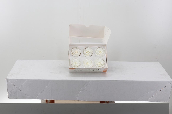 <h4>Rosa Preserved Ivory/Wit</h4>