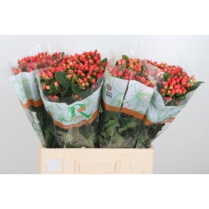 Hyp Mag Roy Princess