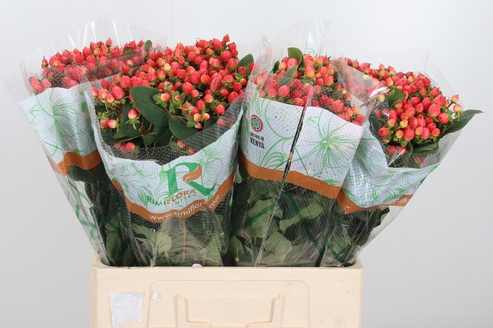 <h4>Hyp Mag Roy Princess</h4>