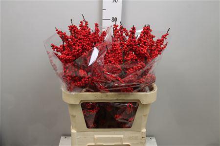 <h4>Ilex Ve Rode Bes</h4>