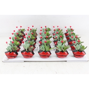 arr3 AD - Ker. hot lips x25