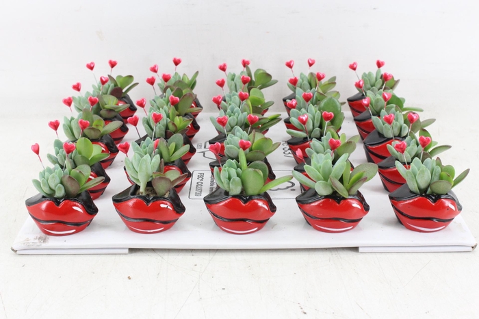 <h4>arr3 AD - Ker. hot lips x25</h4>