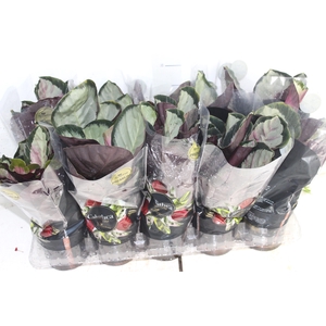 CALATHEA ROSEA PICTA ROSY P12