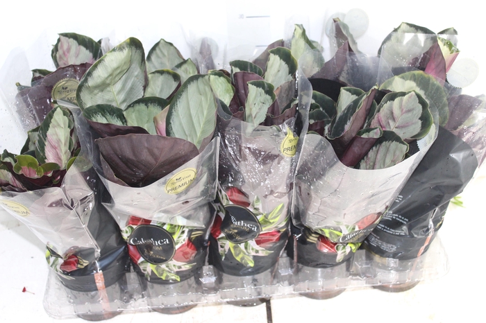 CALATHEA ROSEA PICTA ROSY P12