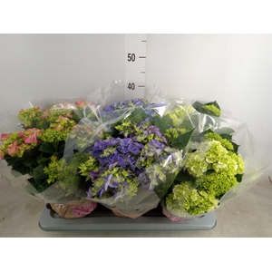 Hydrangea mac.   ...mix