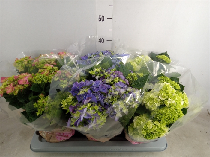 <h4>Hydrangea mac.   ...mix</h4>