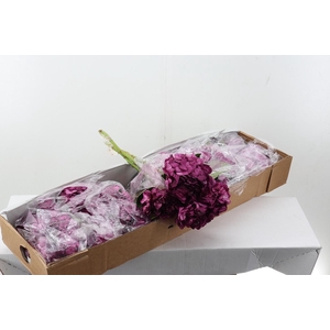 Hydr Vino Tinto Box